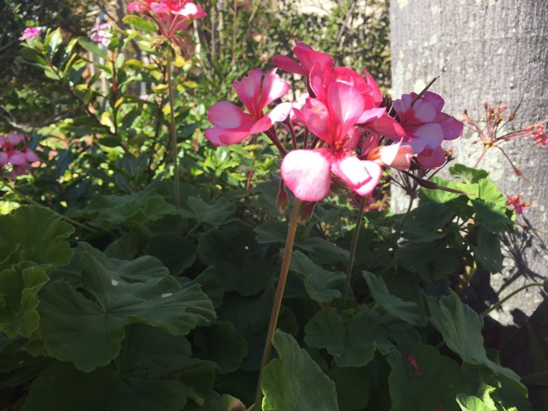 39 Queen Street, Cleveland QLD 4163