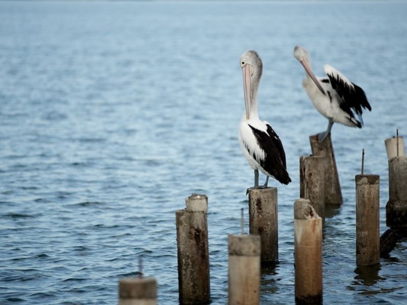 11A Somersby Court, Birkdale QLD 4159