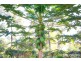 21 Cliff Terrace, Macleay Island QLD 4184