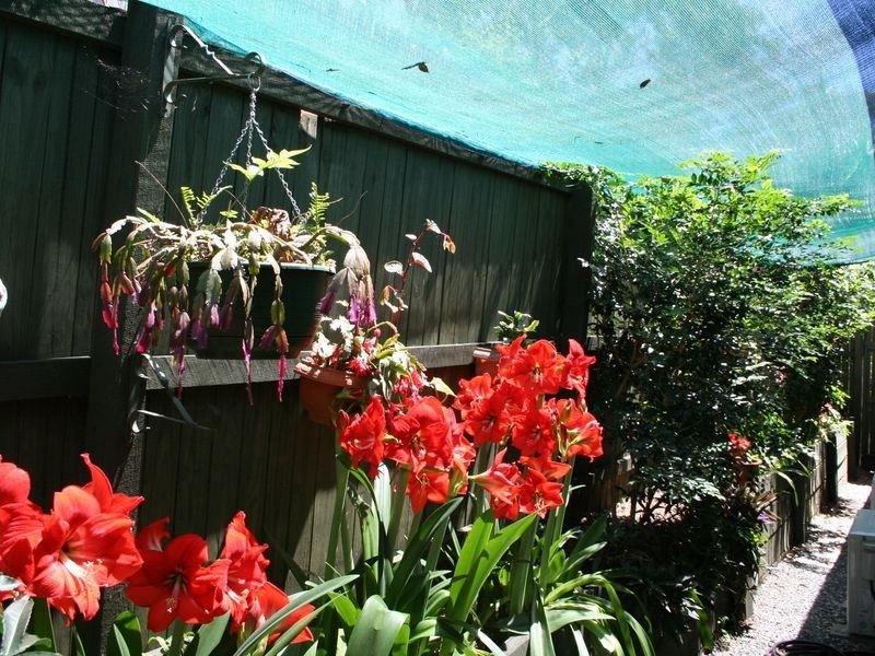 11 Pimelea Crescent, Mount Cotton QLD 4165