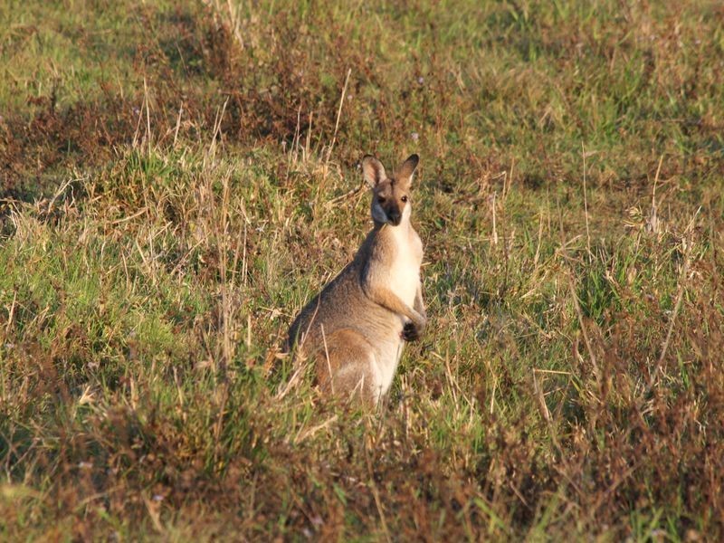 156 Woodlands Drive, Thornlands QLD 4164