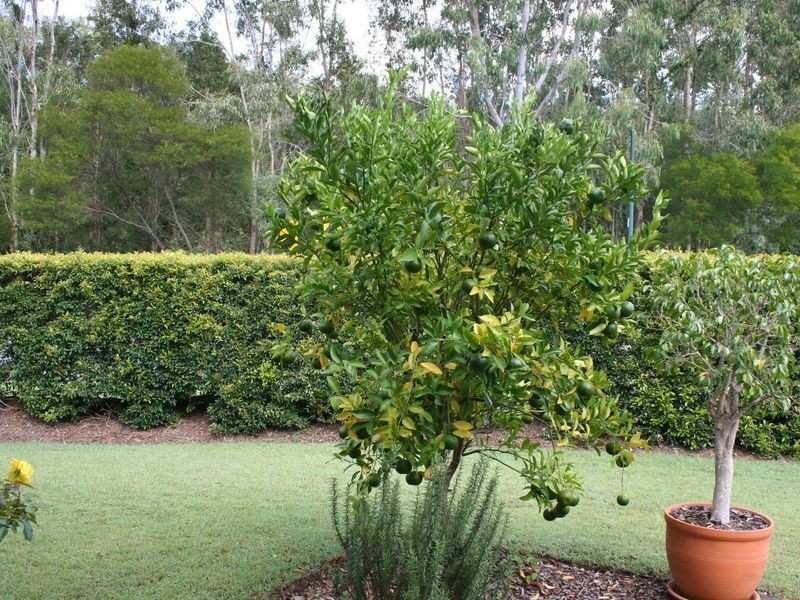 49 Primrose Drive, Thornlands QLD 4164