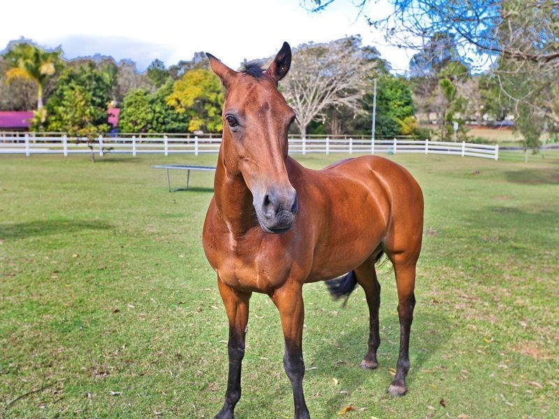 5 Tahoe Court, Thornlands QLD 4164