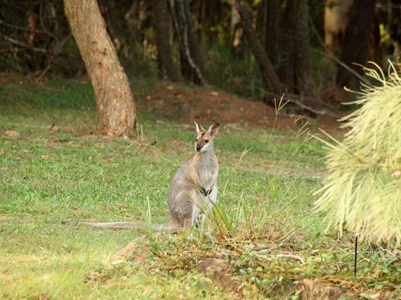 217 Sanctuary Drive, Mount Cotton QLD 4165