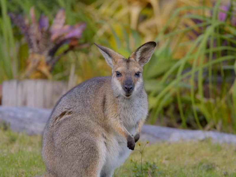 11-13 Brushbox Court, Mount Cotton QLD 4165