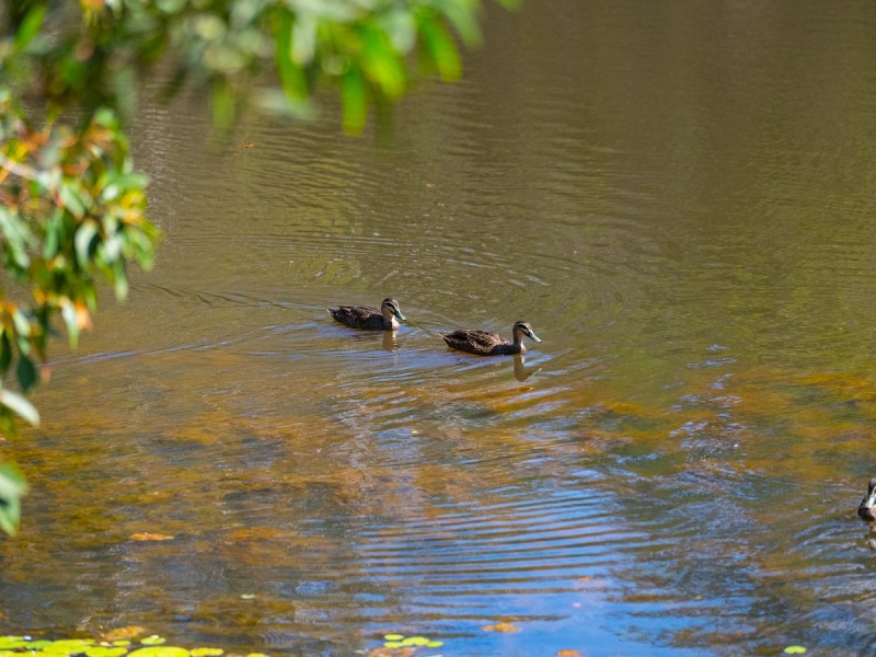 6 Selwyn Close, Victoria Point QLD 4165