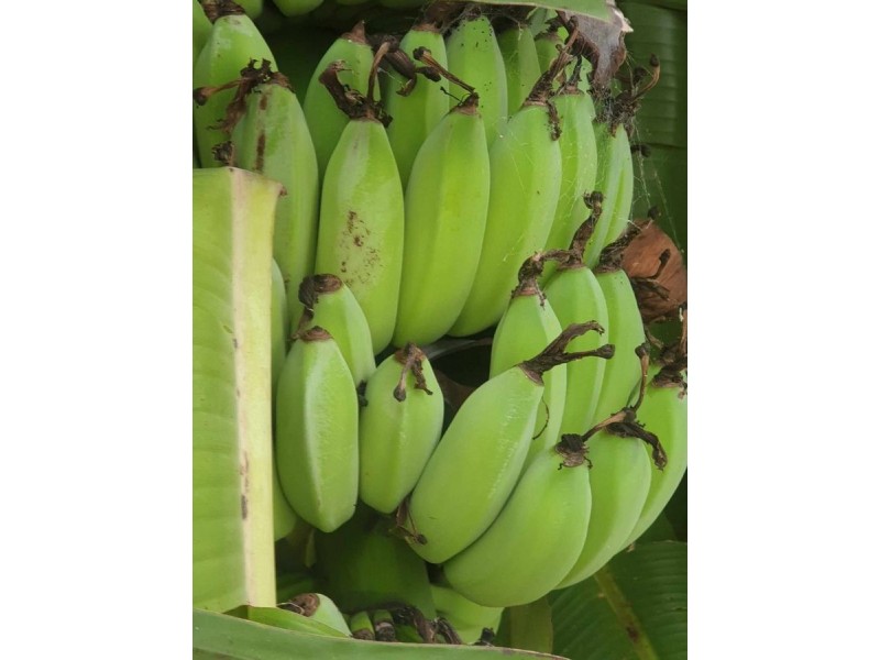 36-38 Inlet Avenue, Russell Island QLD 4184