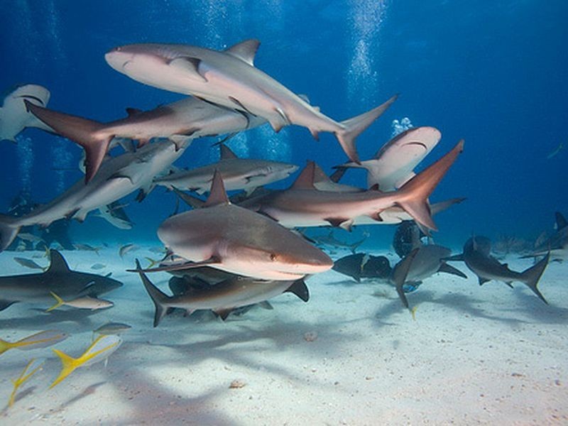 3 Devonstone Street, Cleveland QLD 4163