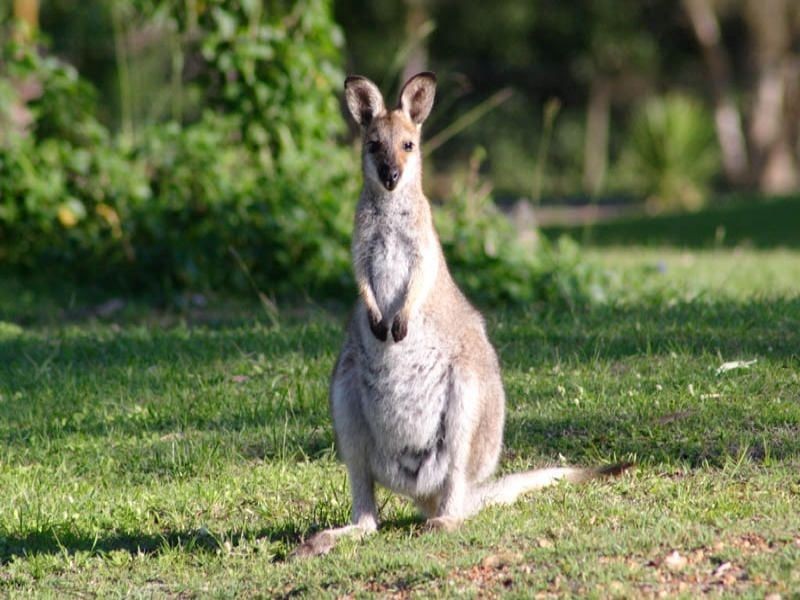 140 Sanctuary Drive, Mount Cotton QLD 4165