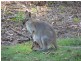 12 Sanctuary Drive, Mount Cotton QLD 4165