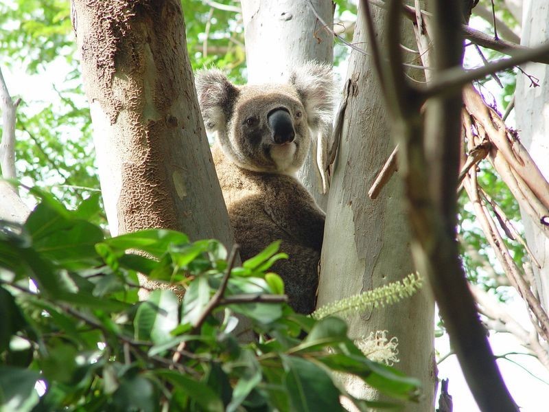 233 Main Road, Wellington Point QLD 4160