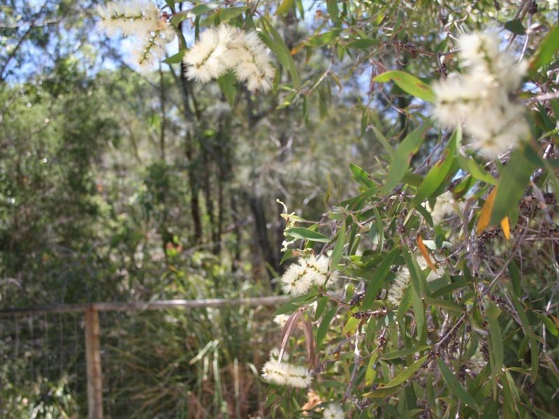 3 Starfish Court, Thornlands QLD 4164