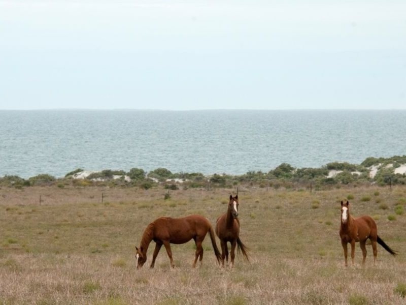 544 Bergs Road, Lipson SA 5607