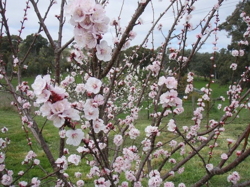 224 Blocks Road, Birdwood SA 5234