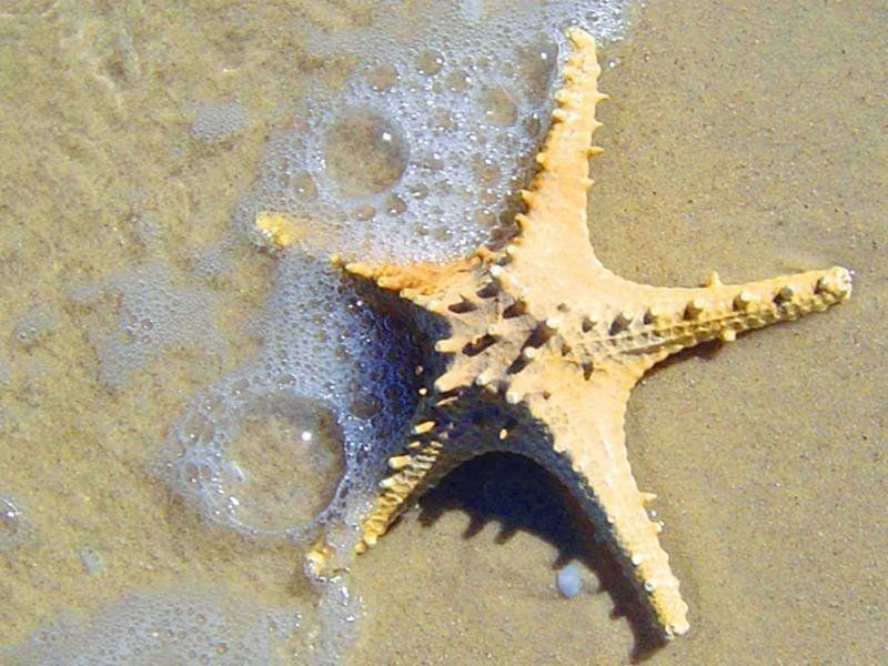 2/90 Seaview Road, West Beach SA 5024