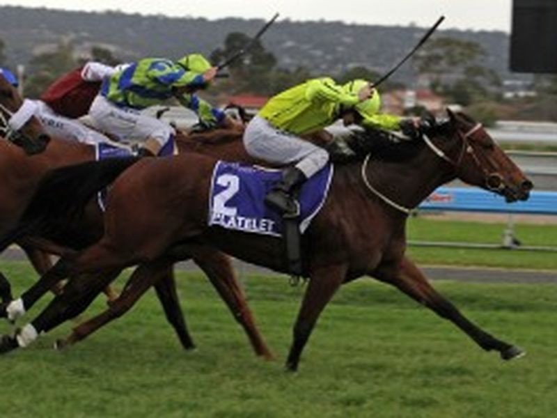 Plympton Park SA 5038