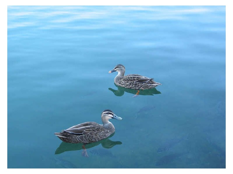 12 McDonald Grove, West Lakes SA 5021