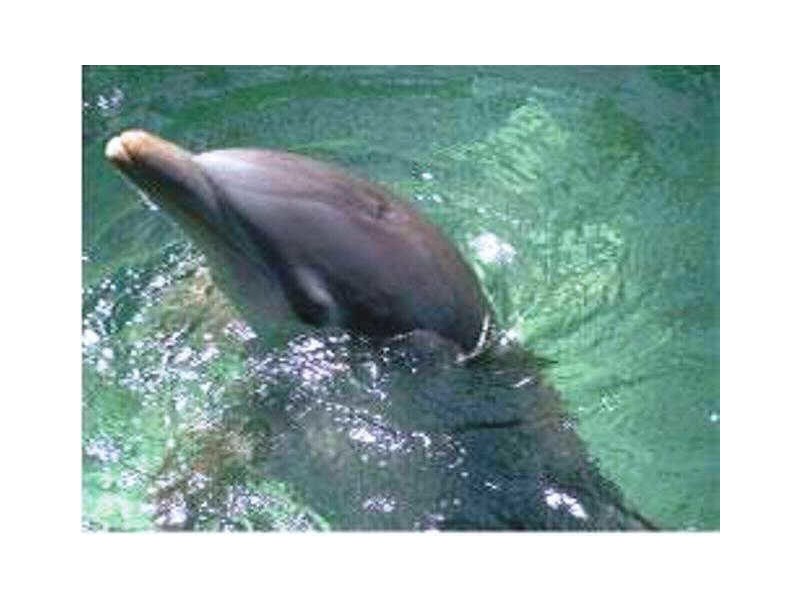 2/31 Formby Crescent, Port Adelaide SA 5015