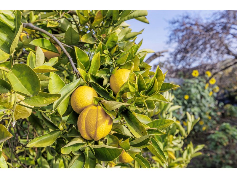 18 Dundee Avenue, Seaton SA 5023