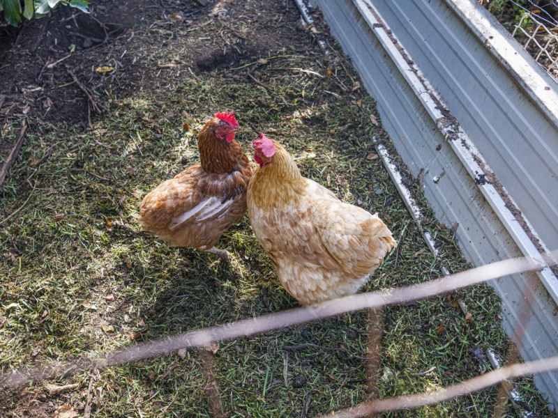 31 Hardys Road, Underdale SA 5032