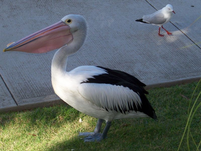 3/5 Redsails Court, West Lakes Shore SA 5020