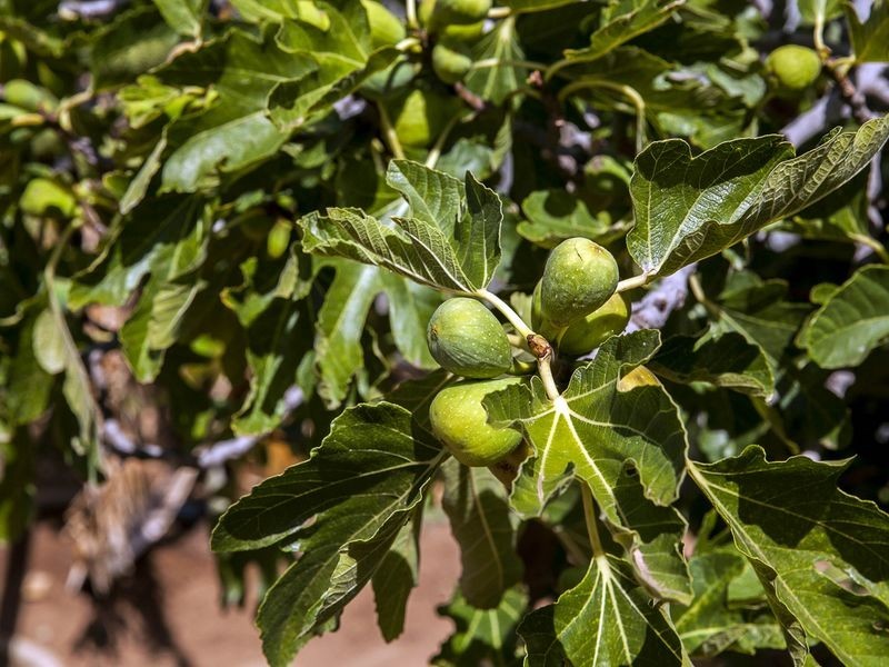 308 Torrens Road, Croydon Park SA 5008