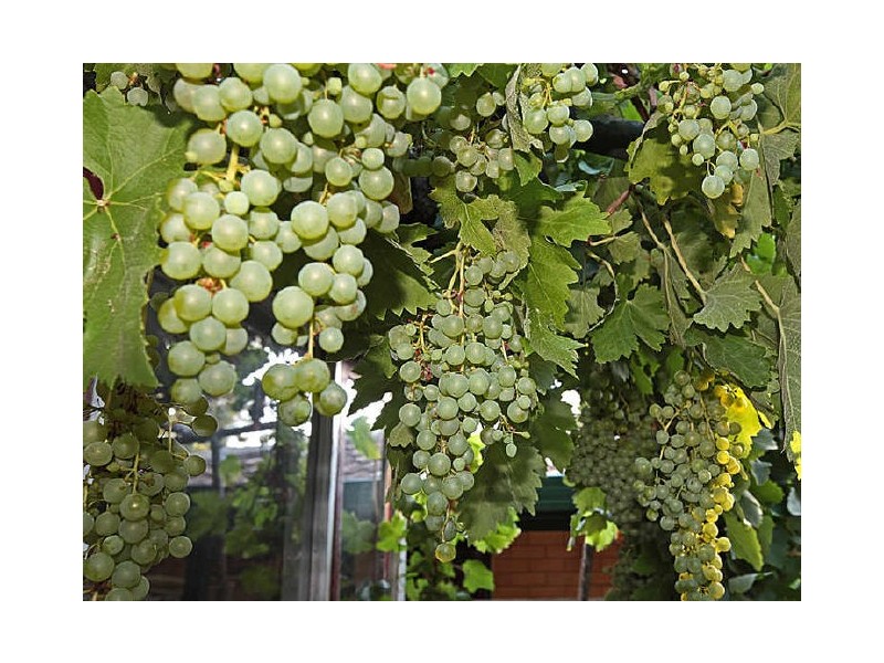 3 Angelo Street, Armadale WA 6112