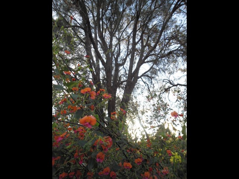 61 Waterwheel Road North, Bedfordale WA 6112