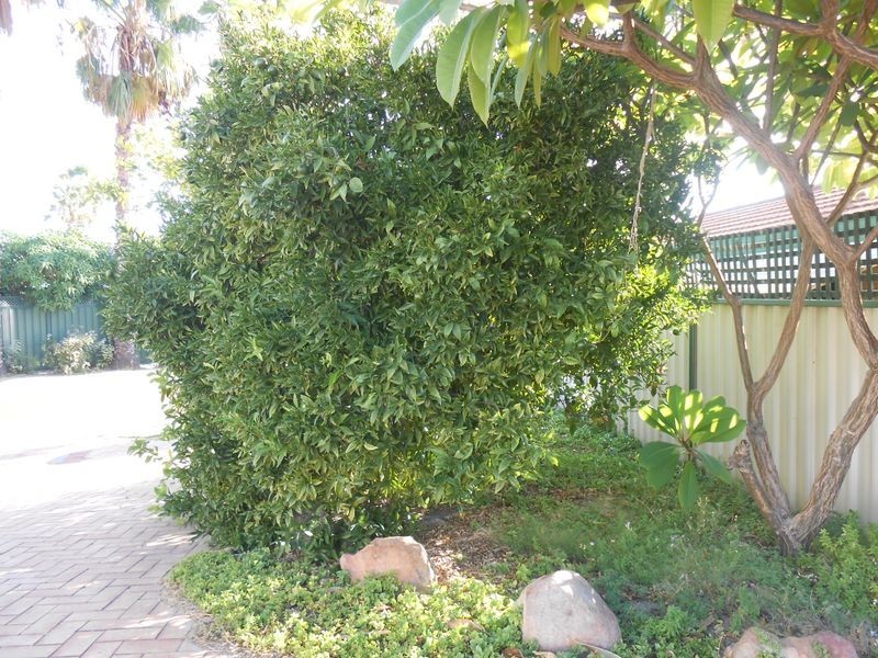 2/1 Villa Mews, Kewdale WA 6105