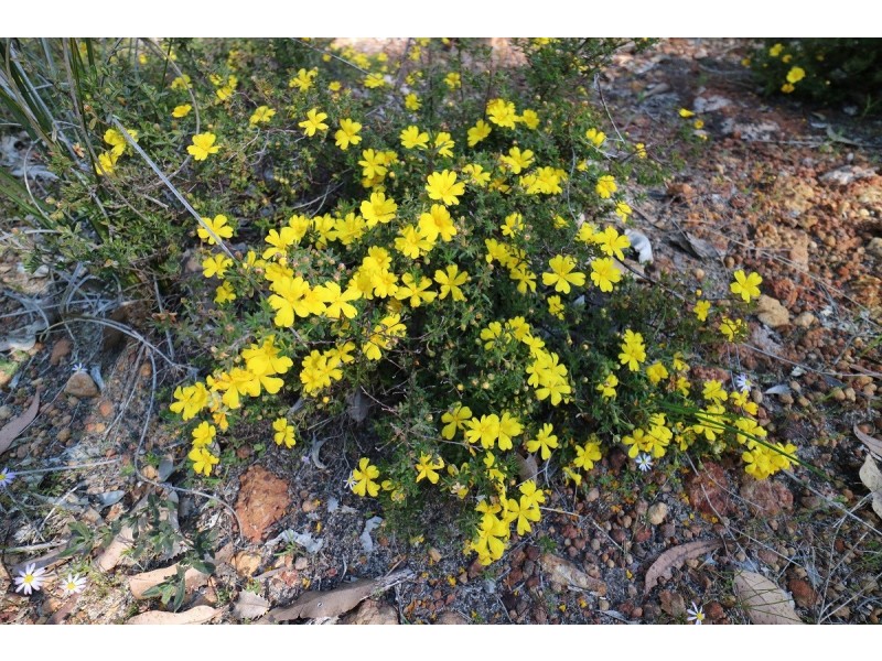 8 Berry Road, Gidgegannup WA 6083