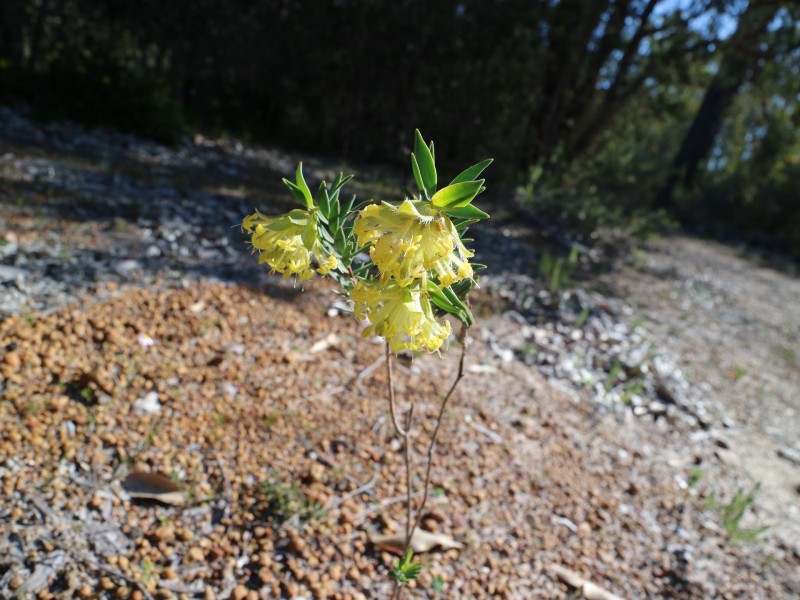 8 Berry Road, Gidgegannup WA 6083