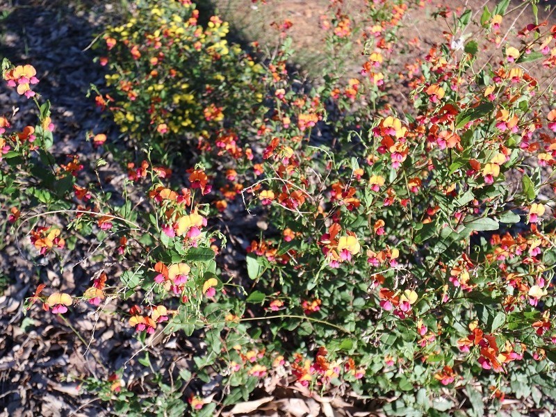 8 Berry Road, Gidgegannup WA 6083