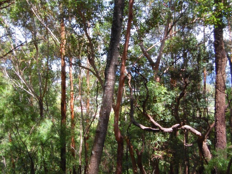 Tugun QLD 4224