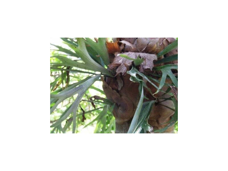 52 Adelaide Street, Tweed Heads NSW 2485