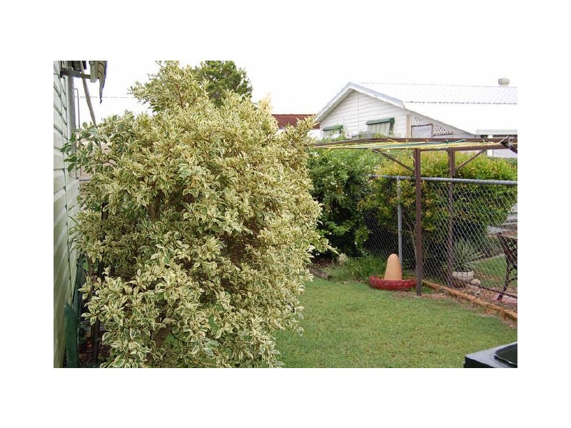 Tweed Heads South NSW 2486