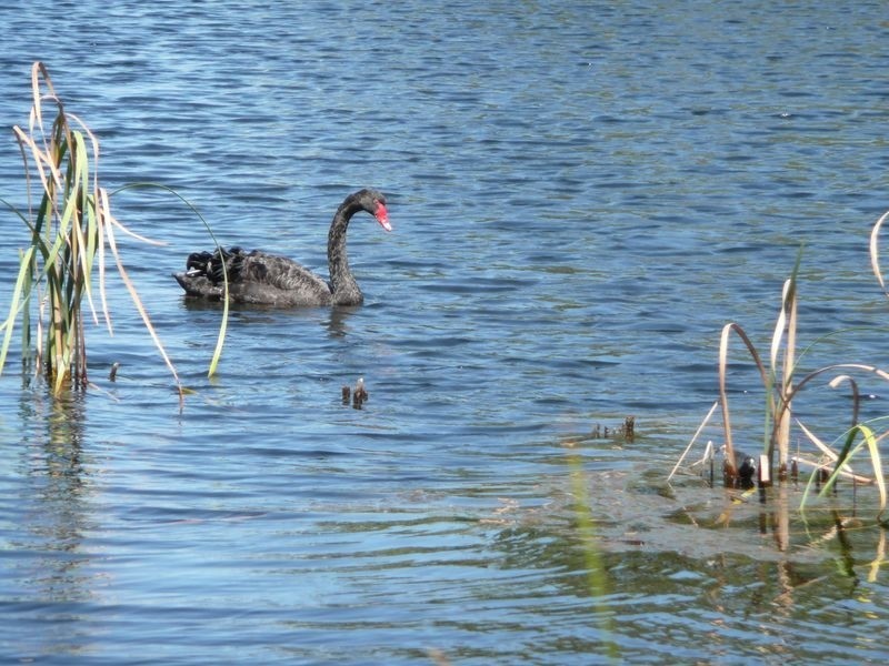 2A Dulverson Place, South Lake WA 6164