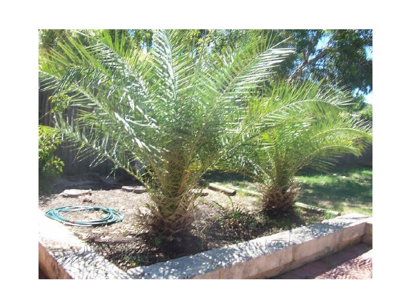 234 Marmion Street, Palmyra WA 6157