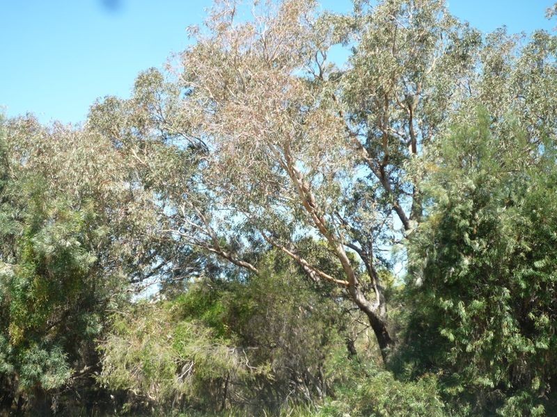 65 Willoughbridge Crescent, Erskine WA 6210