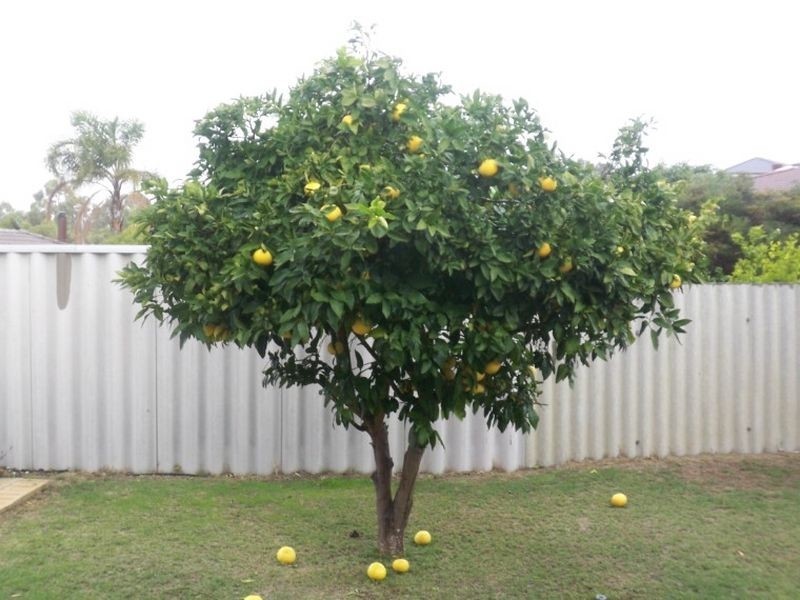 9 Barkley Place, Halls Head WA 6210