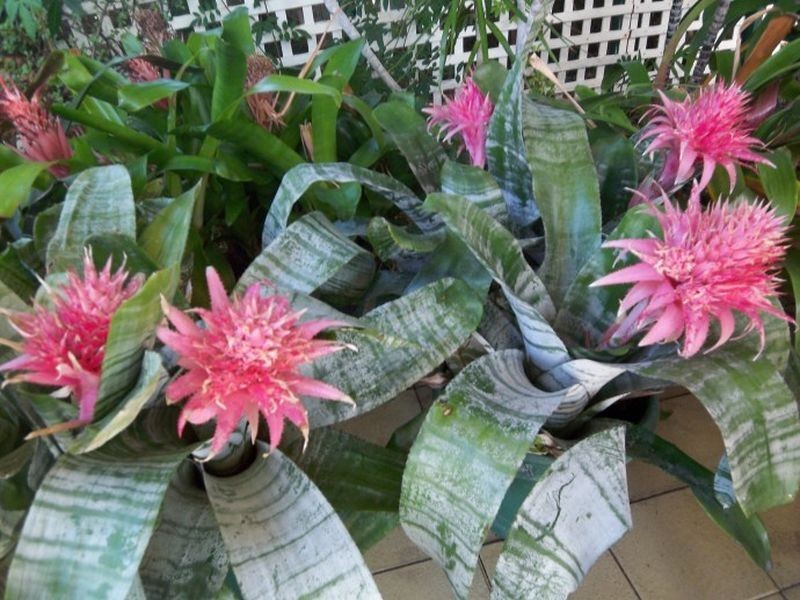 26 Steerforth Drive, Coodanup WA 6210