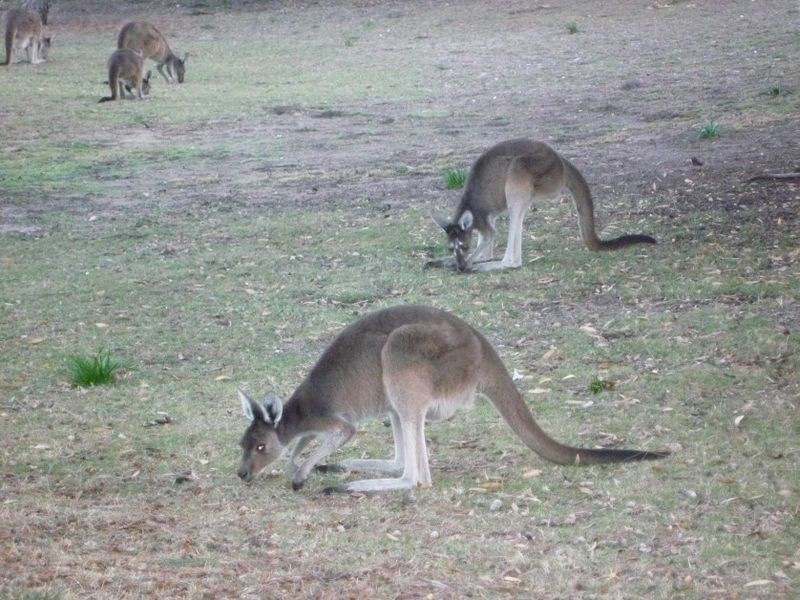 15 Wallaby Road, Dawesville WA 6211