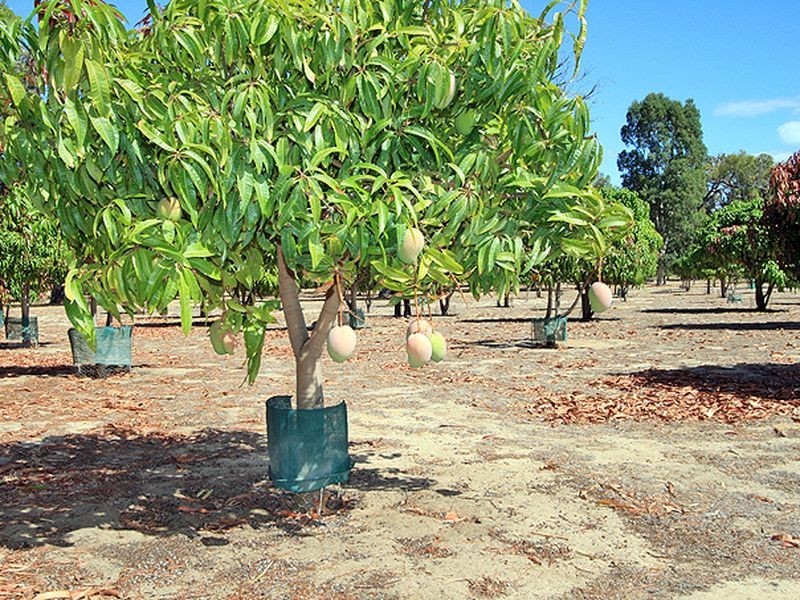 131 Clifton Downs Road, Herron WA 6211