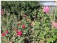 19 Windsor Way, Falcon WA 6210