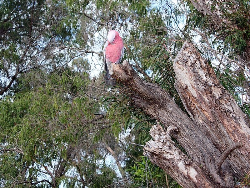 528 Estuary Road, Dawesville WA 6211