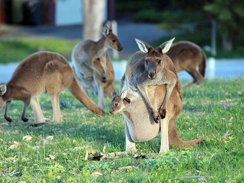 14 Bay View Crescent, Dawesville WA 6211