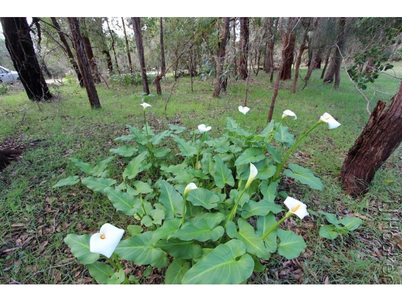 Lot 113/175 Tuart Grove Avenue, Lake Clifton WA 6215