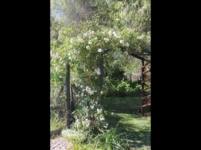 15 Nutbush Avenue, Falcon WA 6210