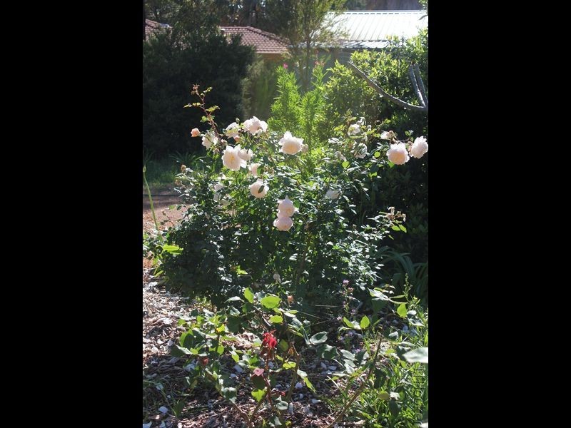 15 Nutbush Avenue, Falcon WA 6210