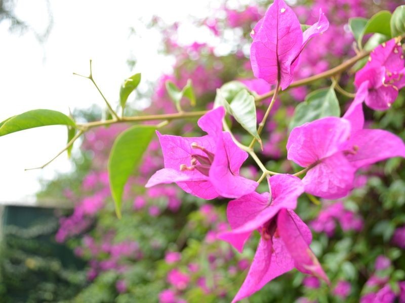 1/39 Seventh Avenue, Maylands WA 6051