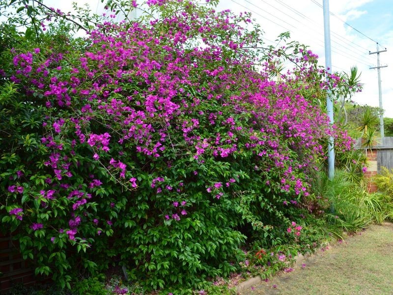 1/39 Seventh Avenue, Maylands WA 6051